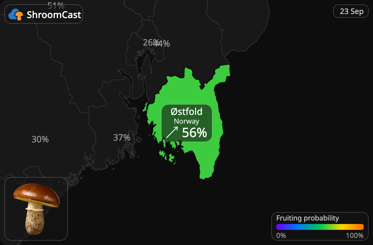 Butterpilz Østfold