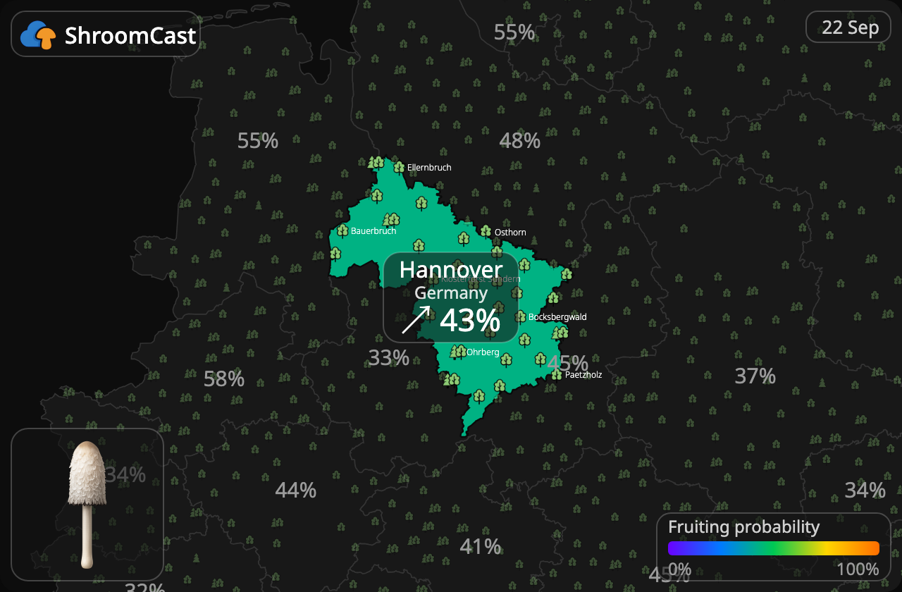 Czernidłak kołpakowaty Hannover