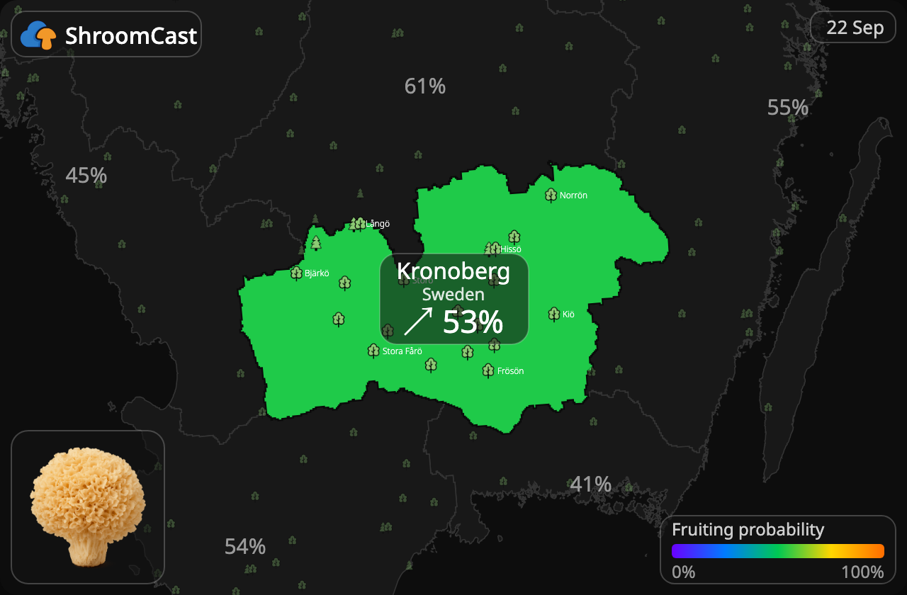 Blomkålssvamp Kronoberg