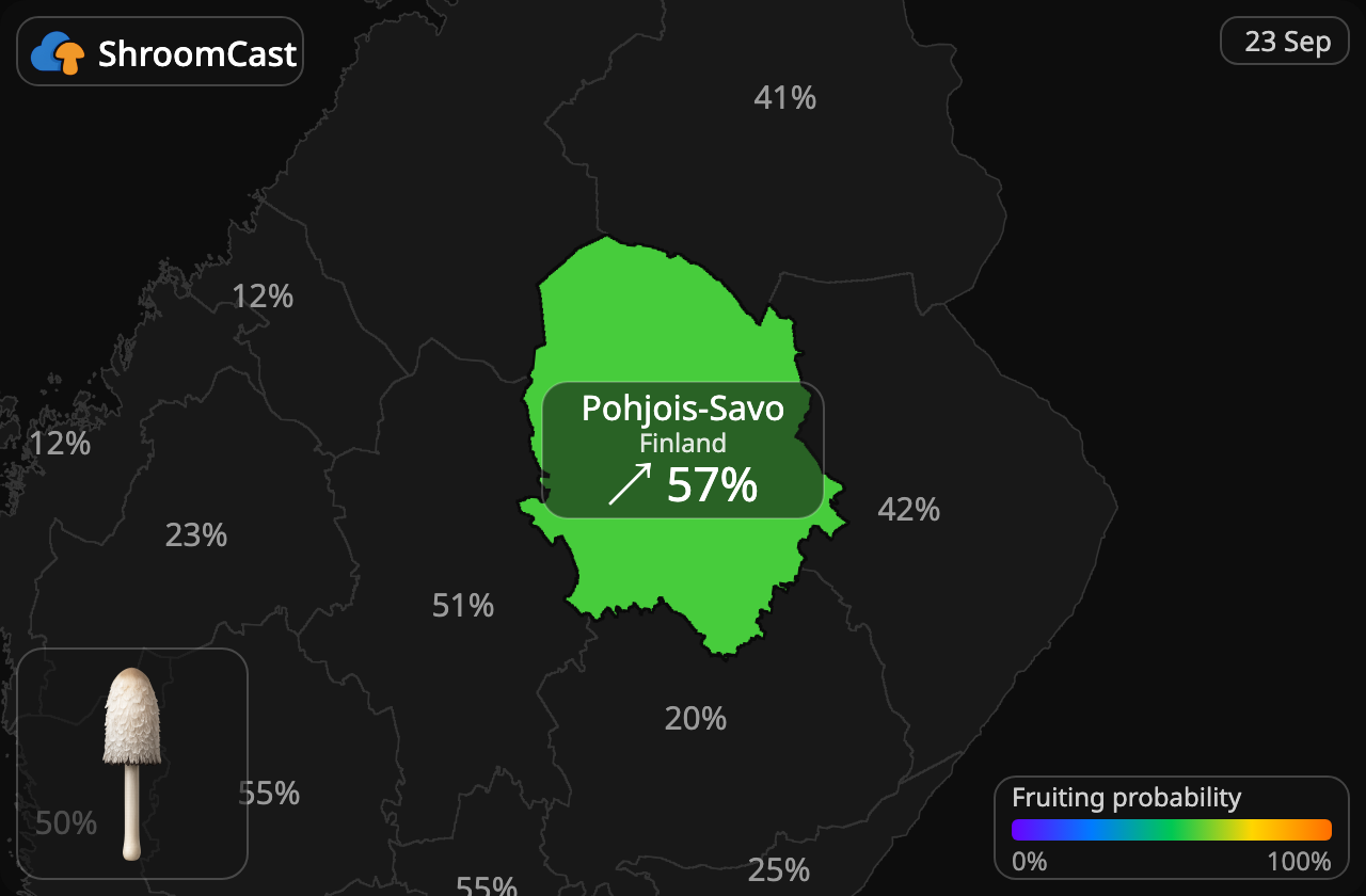Гнойовик білий Pohjois-Savo