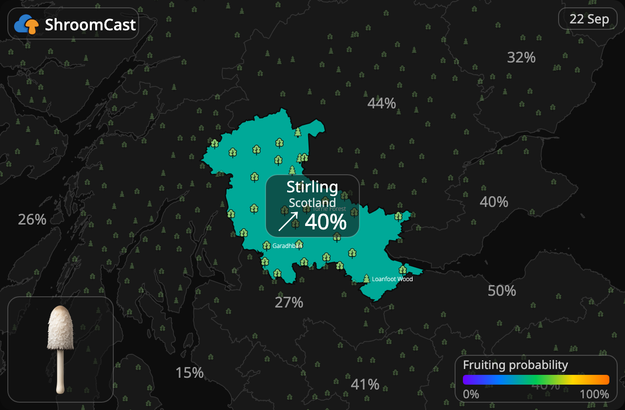 Matblekksopp Stirling