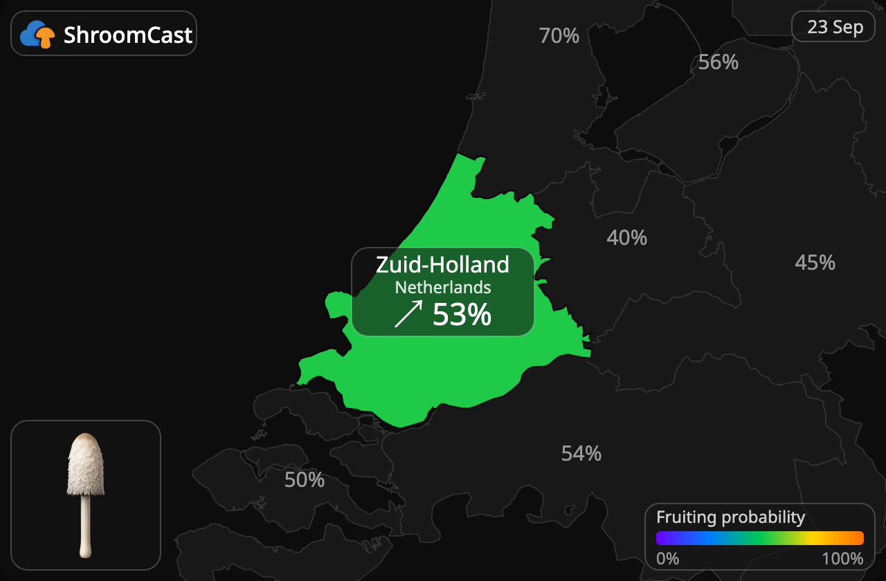 Schopftintling Zuid-Holland