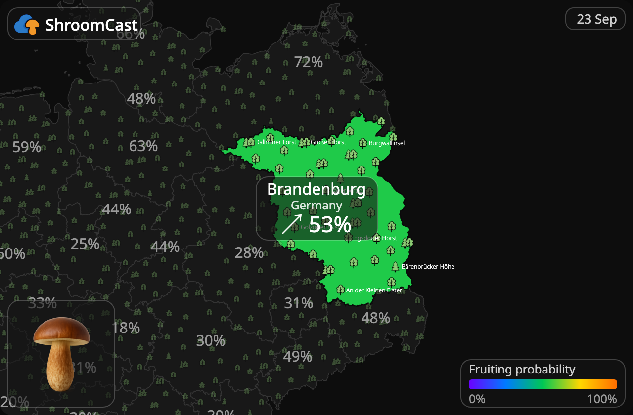 Kastanjeboleet Brandenburg
