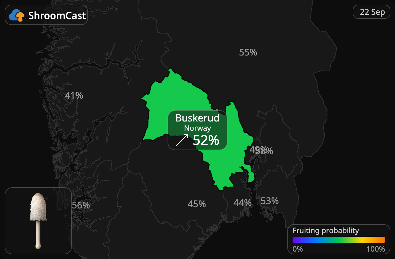 Schopftintling Buskerud