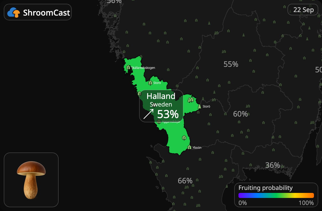 Svartbrun rørsopp Halland