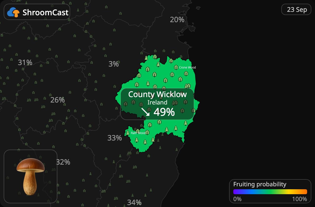 Svartbrun rørsopp County Wicklow