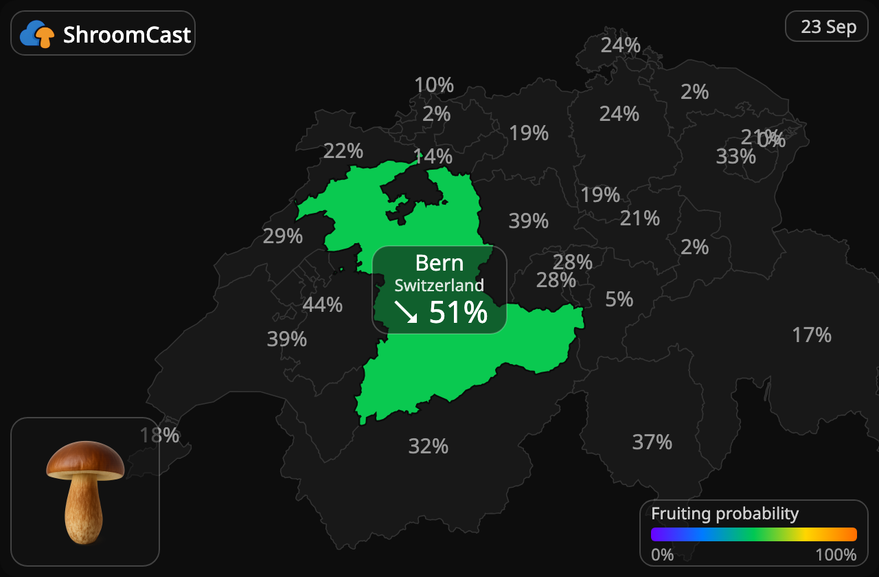 Ruskotatti Bern