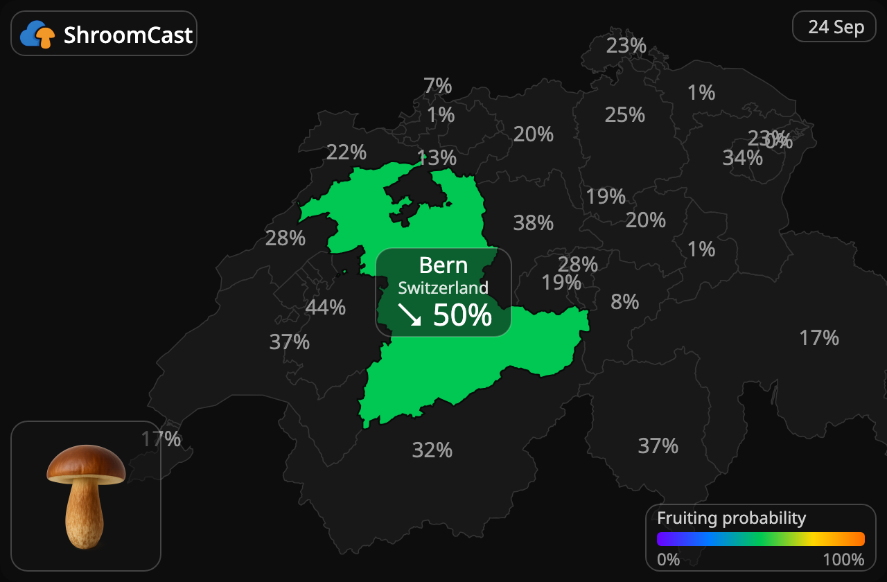 Podgrzybek Bern