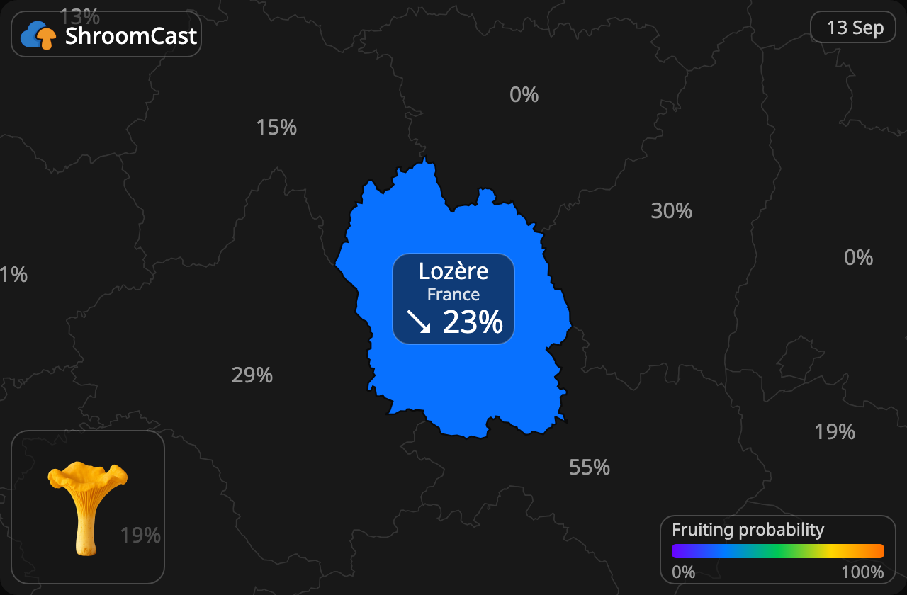 Pfifferling Lozère