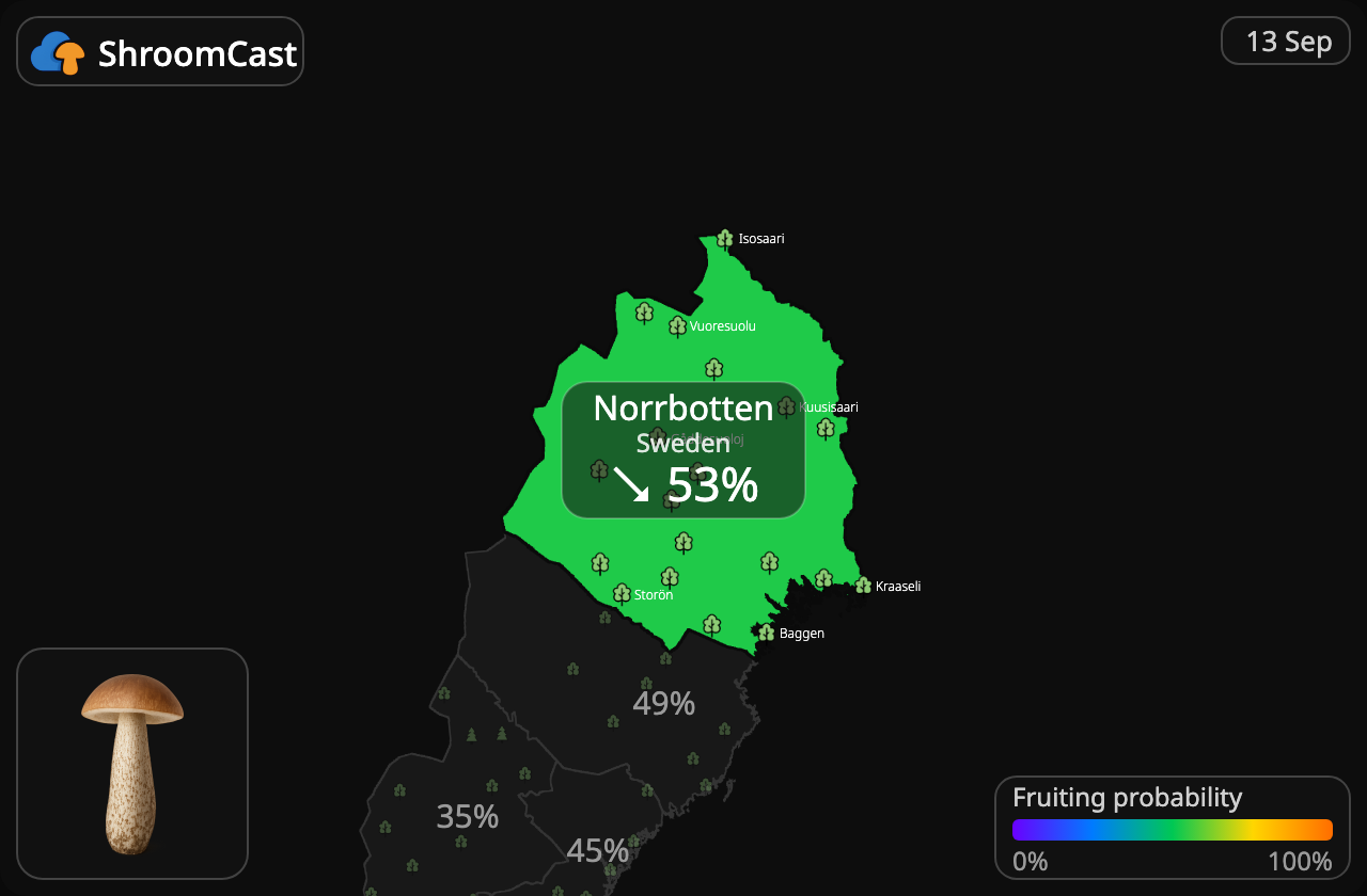 Berkenboleet Norrbotten