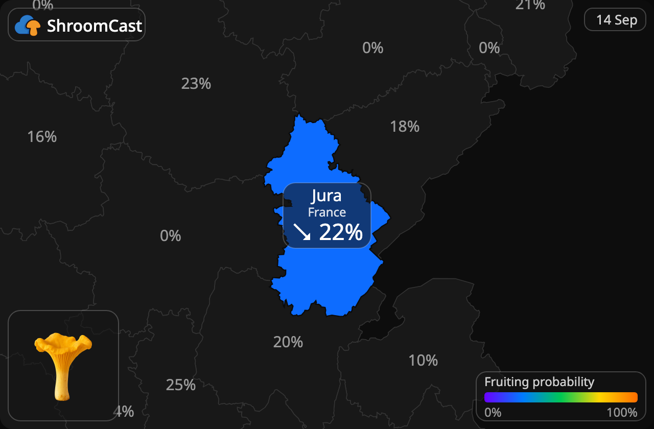 Kantarell Jura