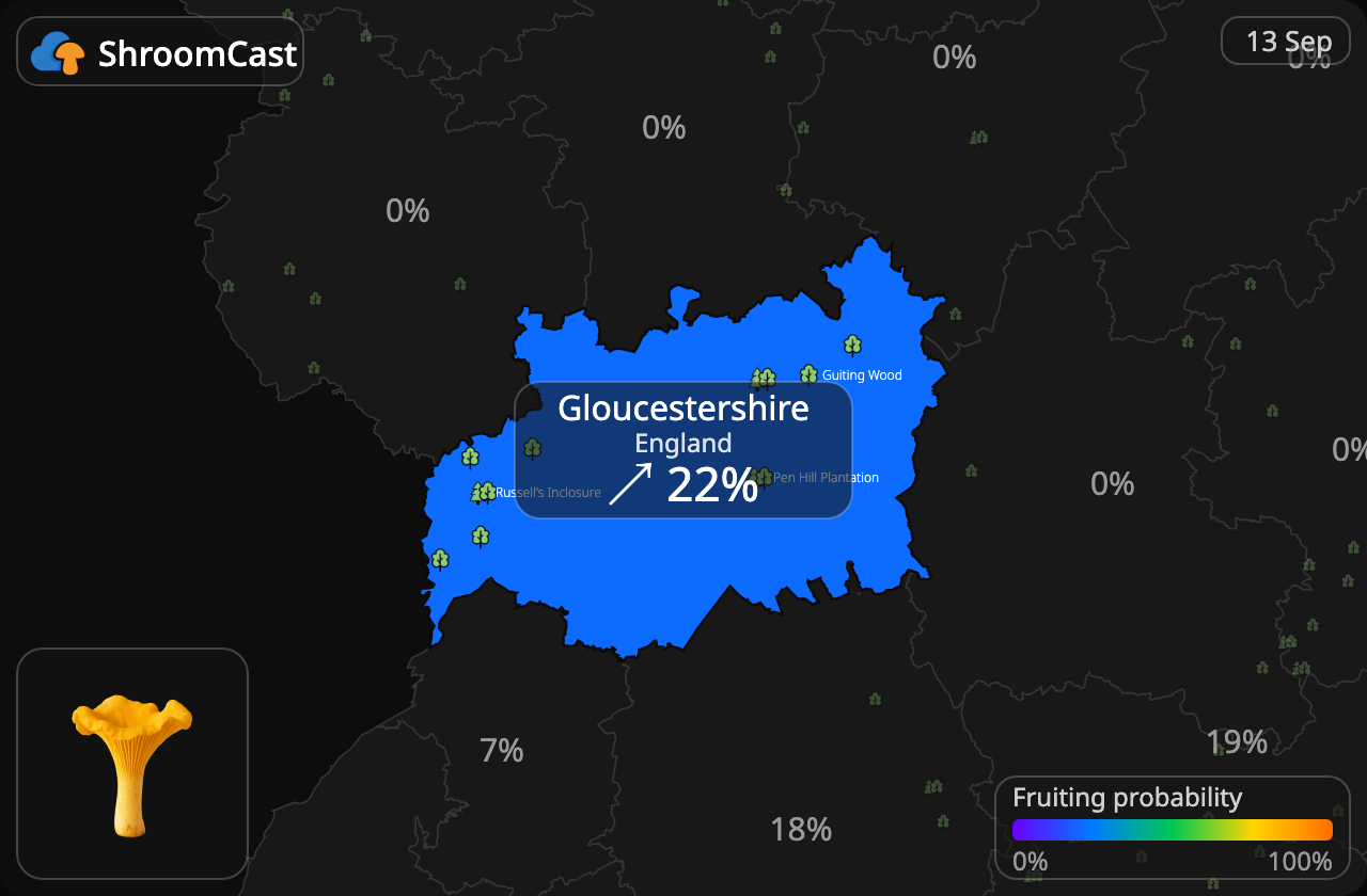 Pfifferling Gloucestershire