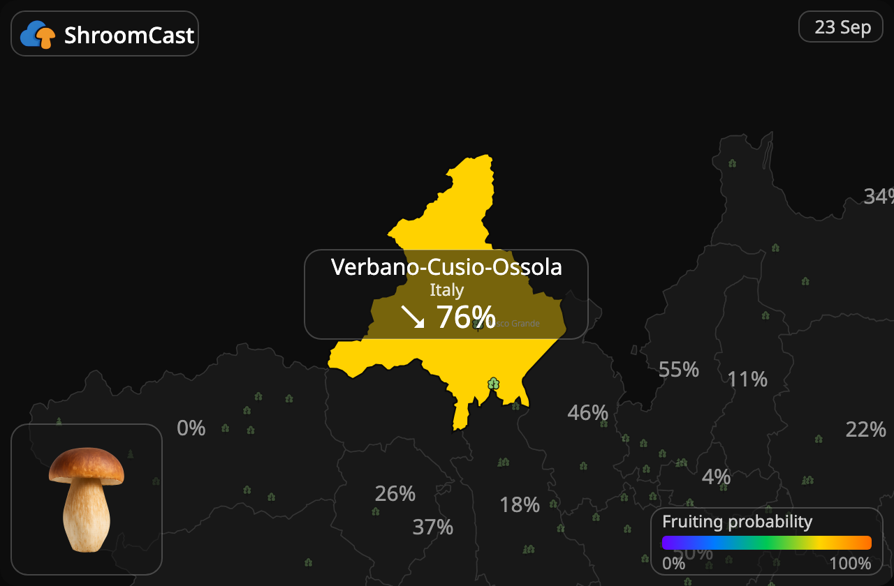 Porcino Verbano-Cusio-Ossola
