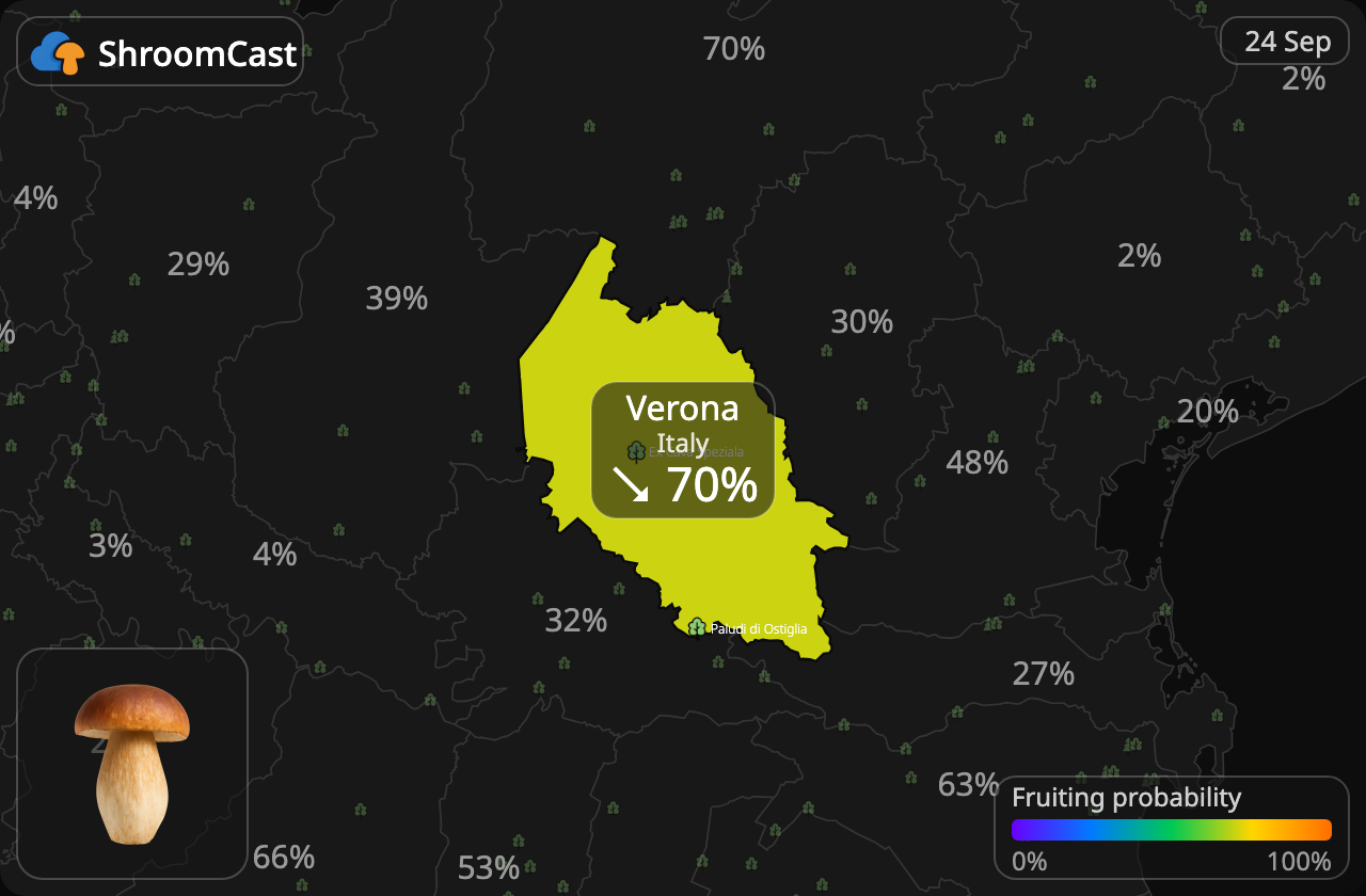 Porcino Verona