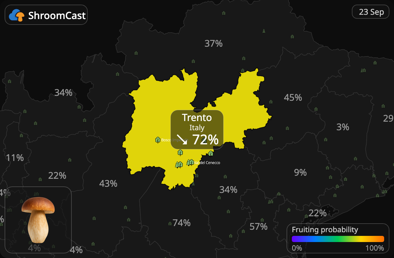 Porcino Trento