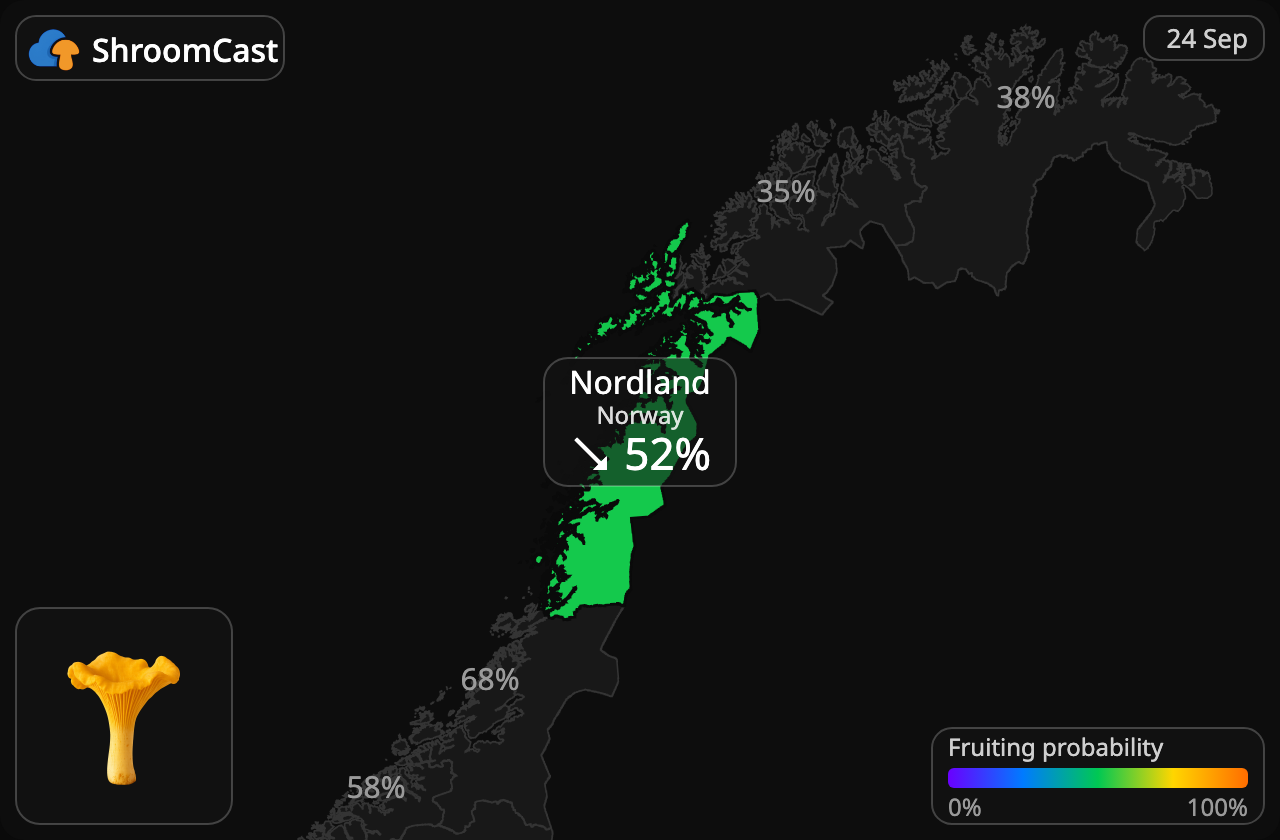 Лисичка звичайна Nordland