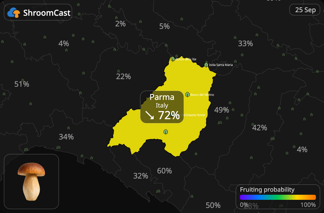 Білий гриб Parma