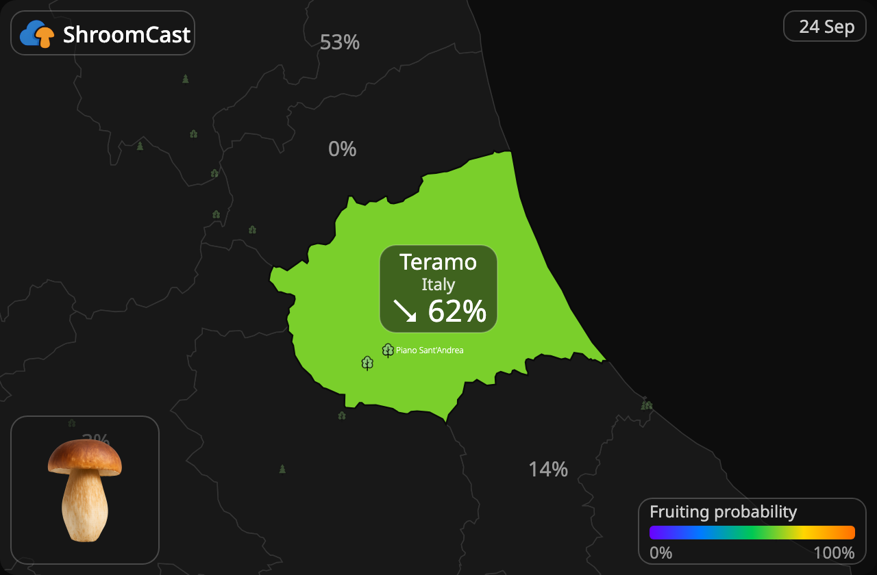 Prawdziwek Teramo