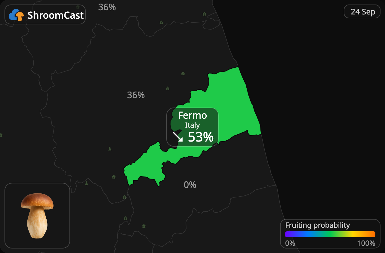 Білий гриб Fermo
