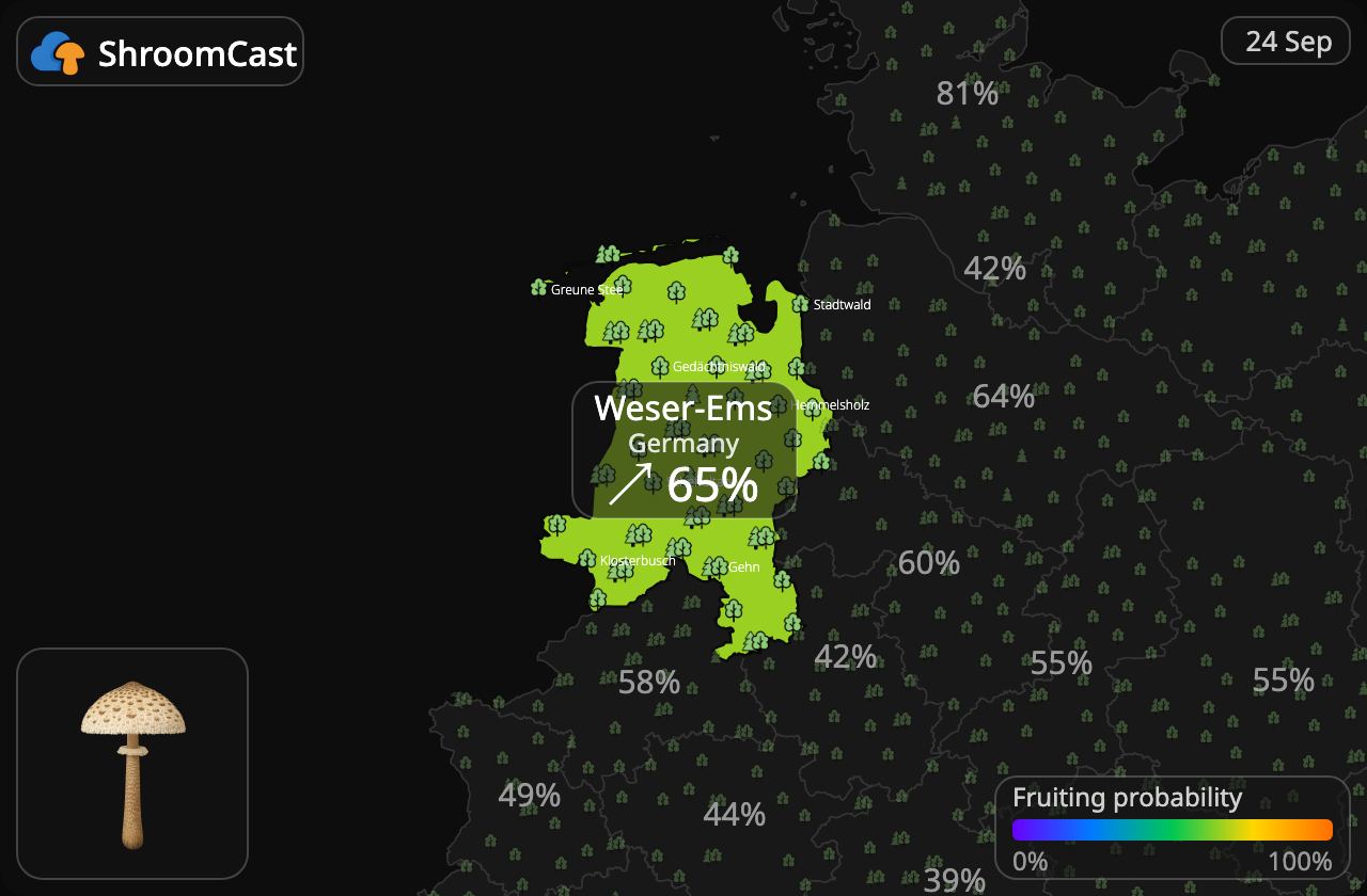 Parasolzwam Weser-Ems