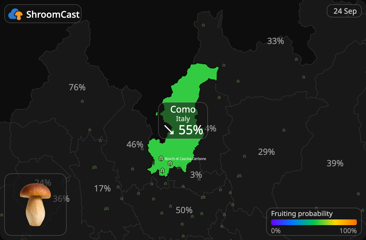 Prawdziwek Como