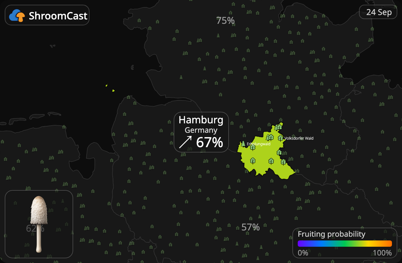 Schopftintling Hamburg