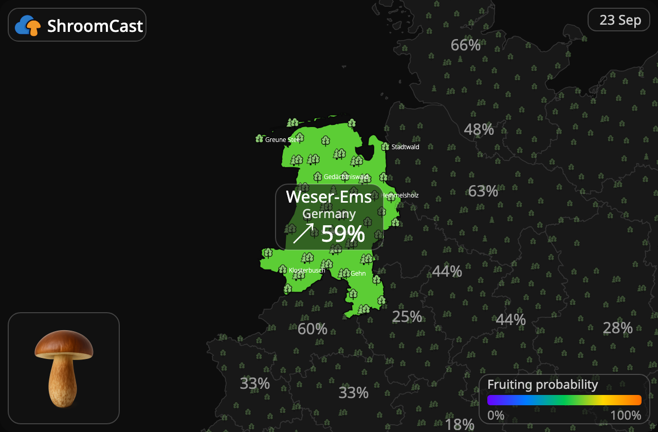 Maronenröhrling Weser-Ems