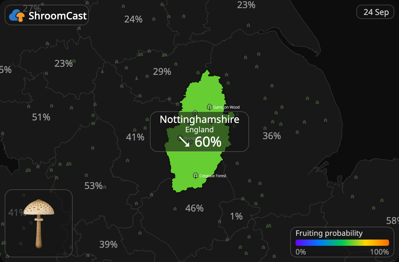 Parasolzwam Nottinghamshire