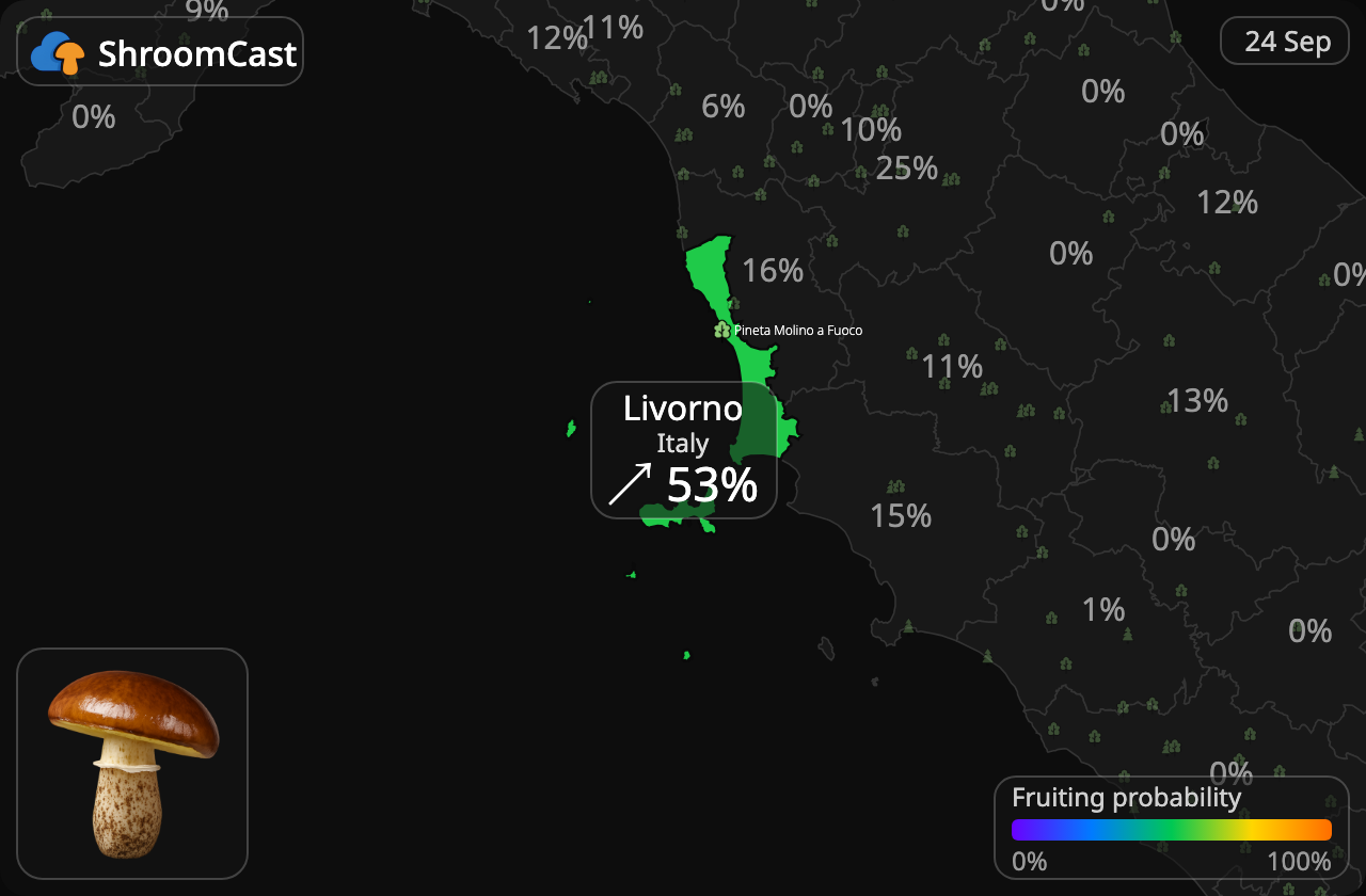 Slippery Jack Livorno