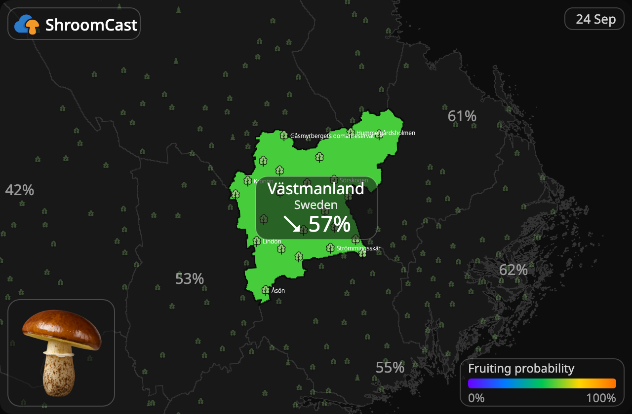 Bruine ringboleet Västmanland