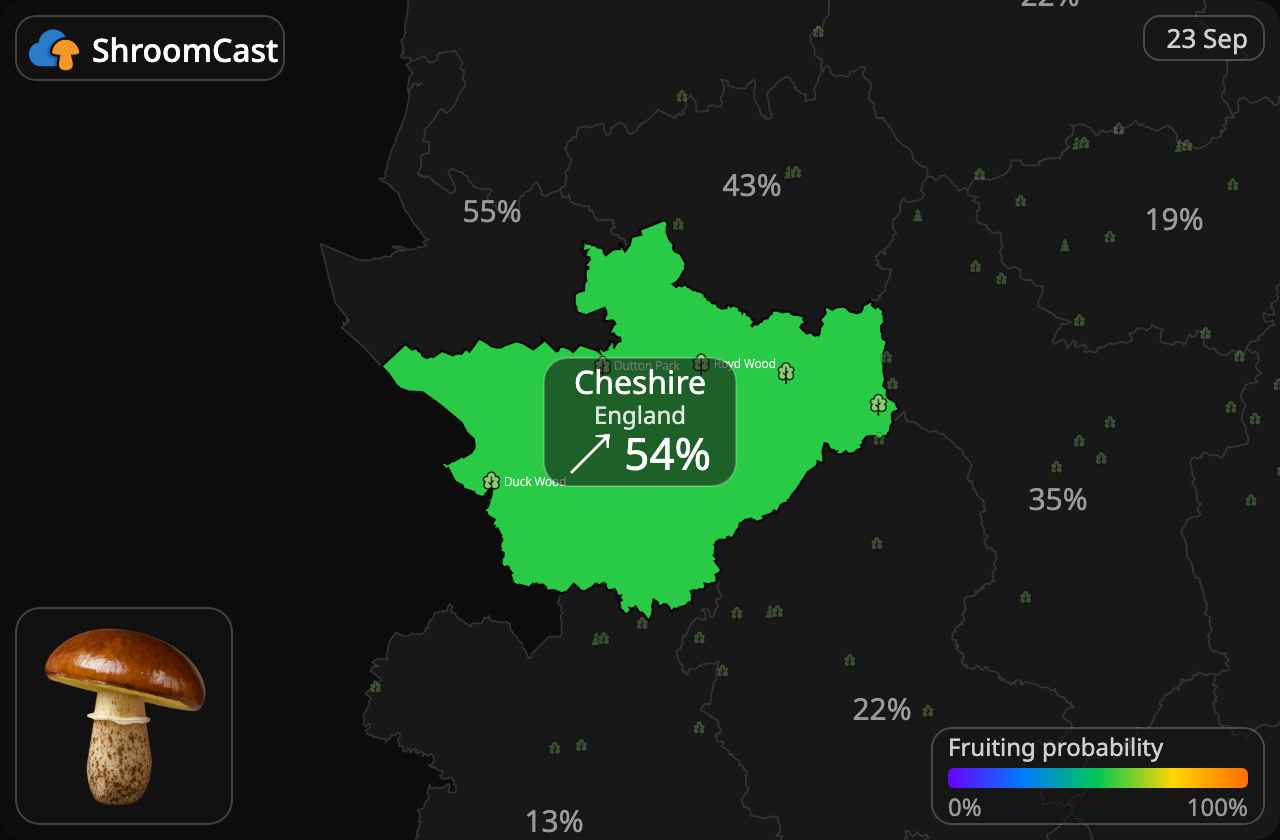 Bolet granulé Cheshire