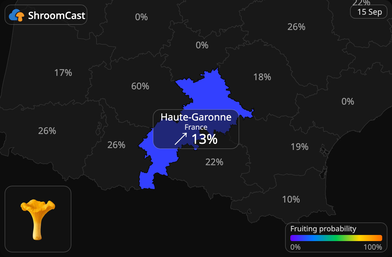 Kantarelli Haute-Garonne
