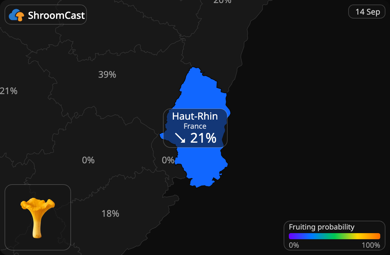 Girolle Haut-Rhin