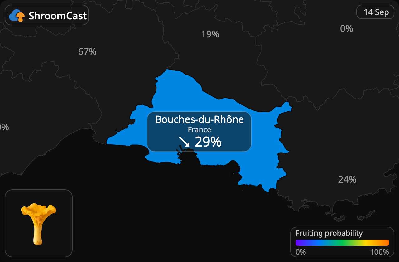 Finferlo Bouches-du-Rhône