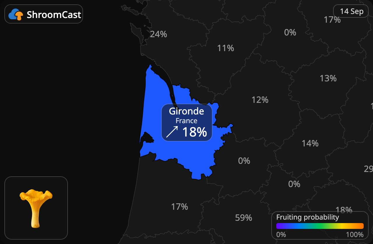 Kantarelli Gironde