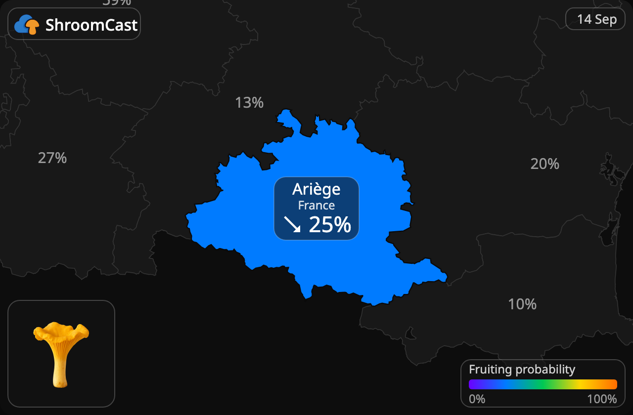 Pfifferling Ariège