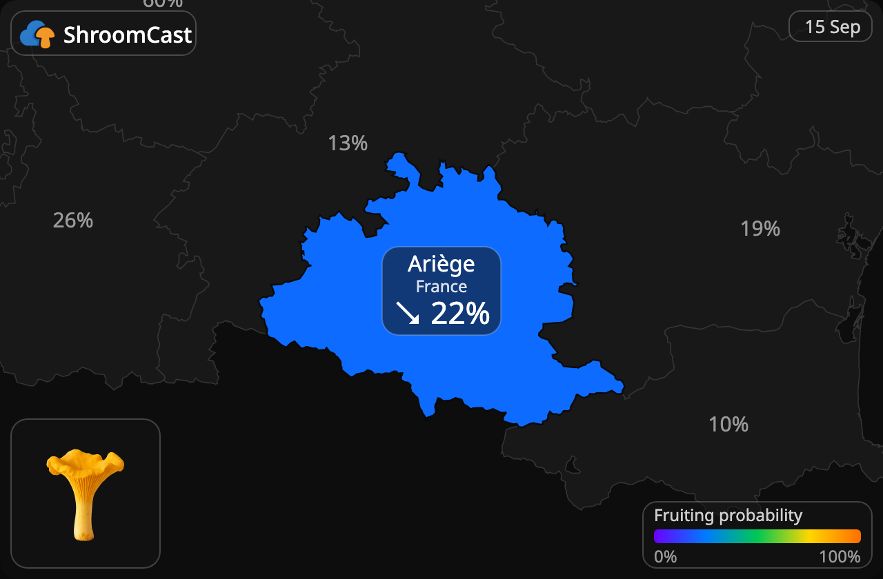 Лисичка звичайна Ariège