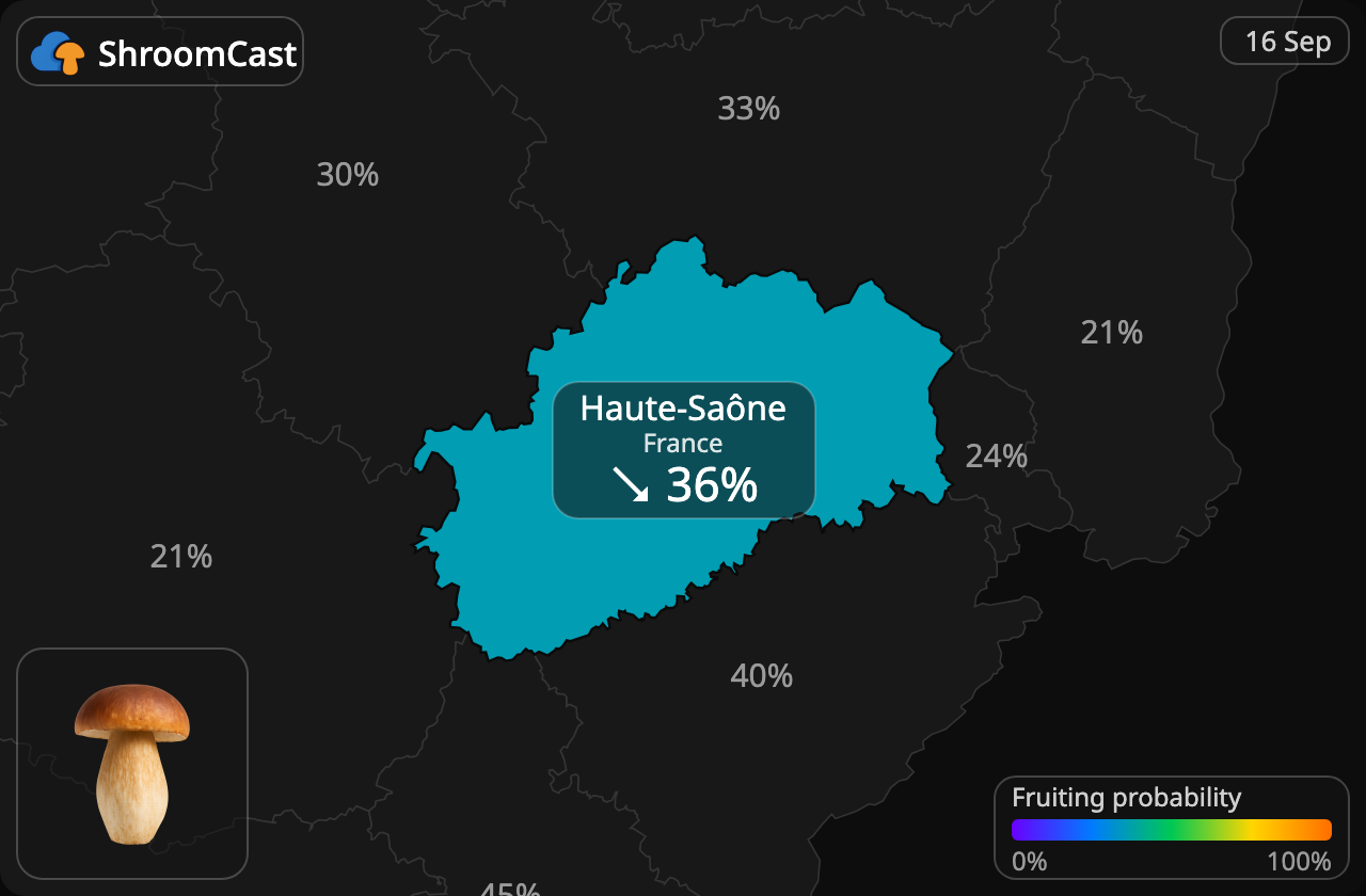 Prawdziwek Haute-Saône