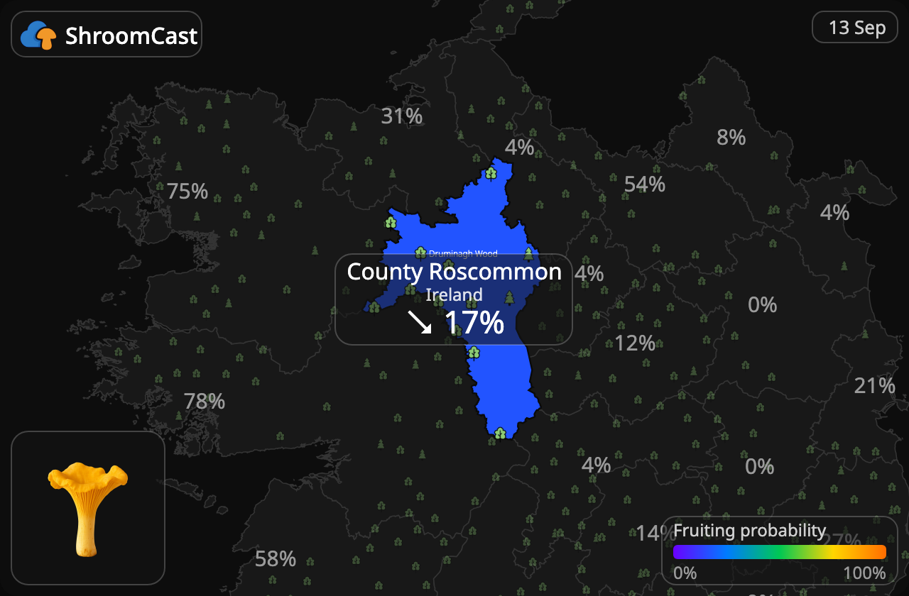 Girolle County Roscommon