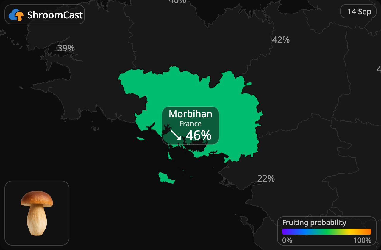 Herkkutatti Morbihan
