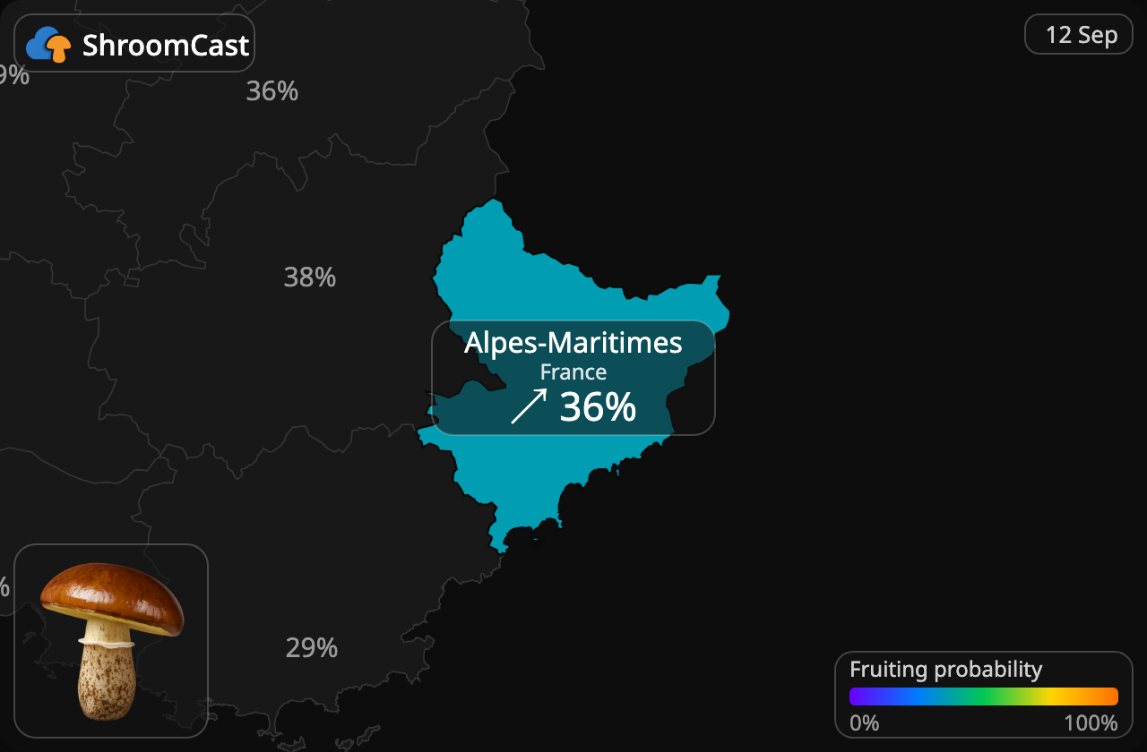 Bruine ringboleet Alpes-Maritimes