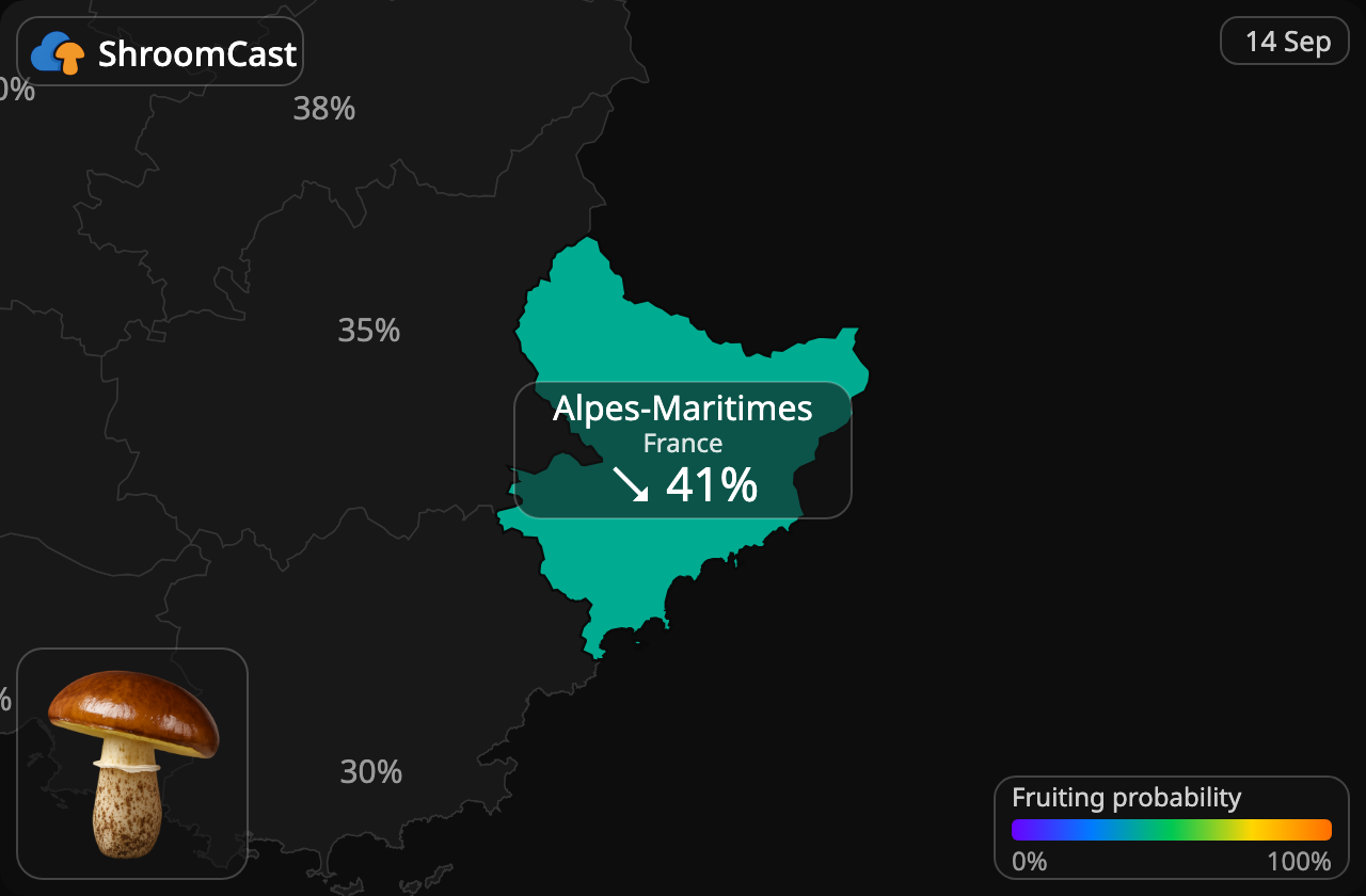 Brunringet rørhat Alpes-Maritimes