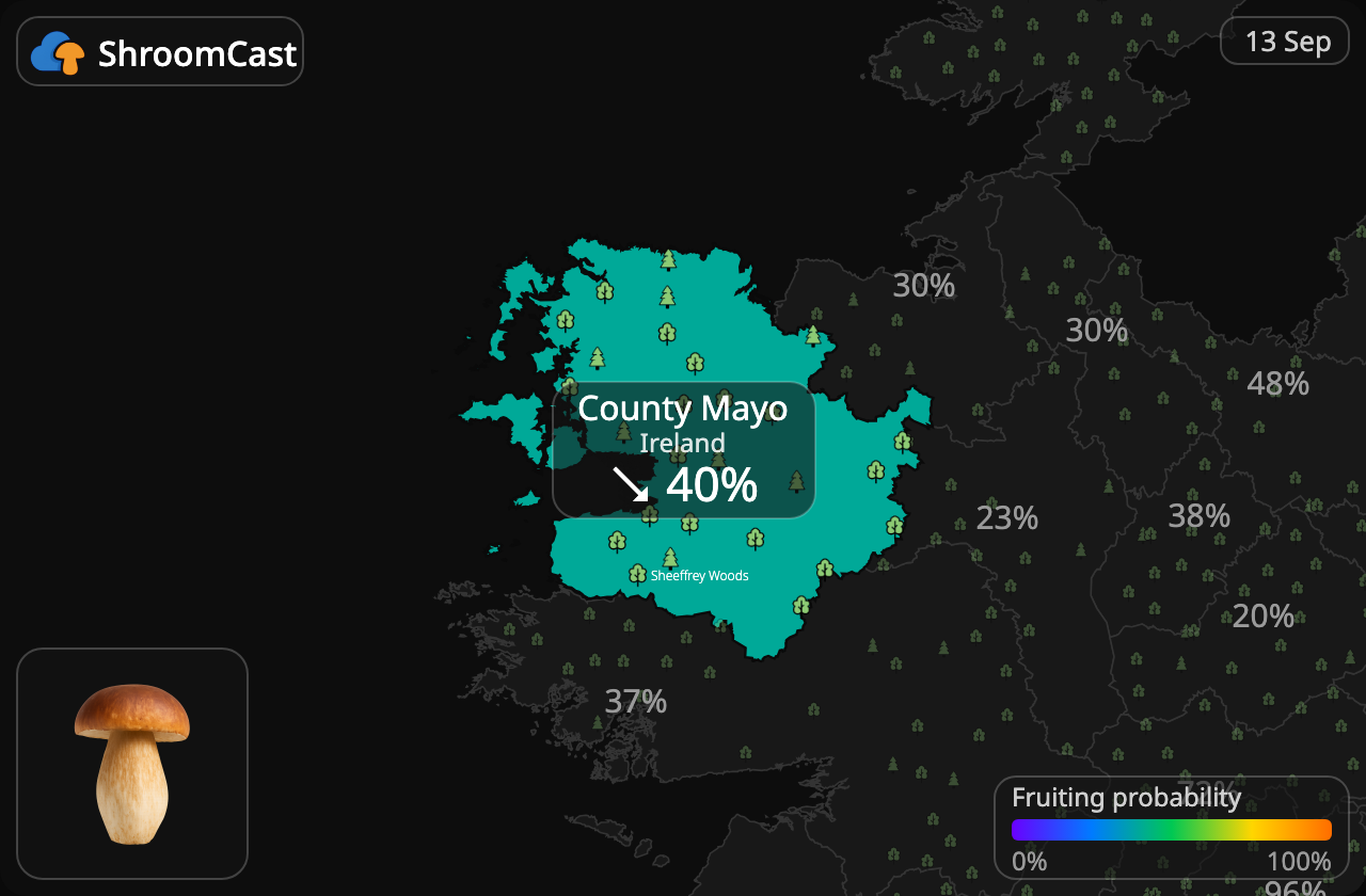 Steinpilz County Mayo