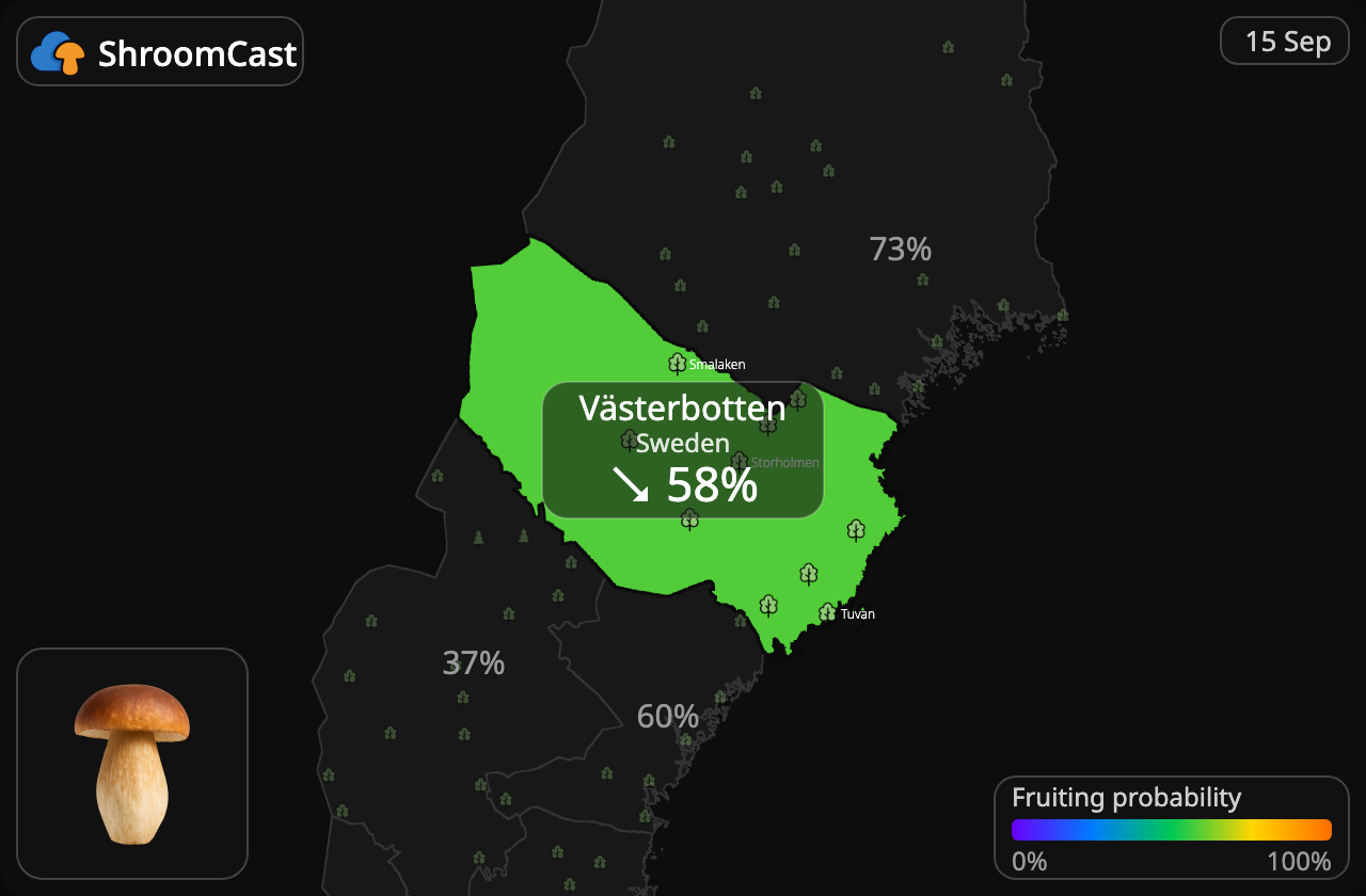 Prawdziwek Västerbotten