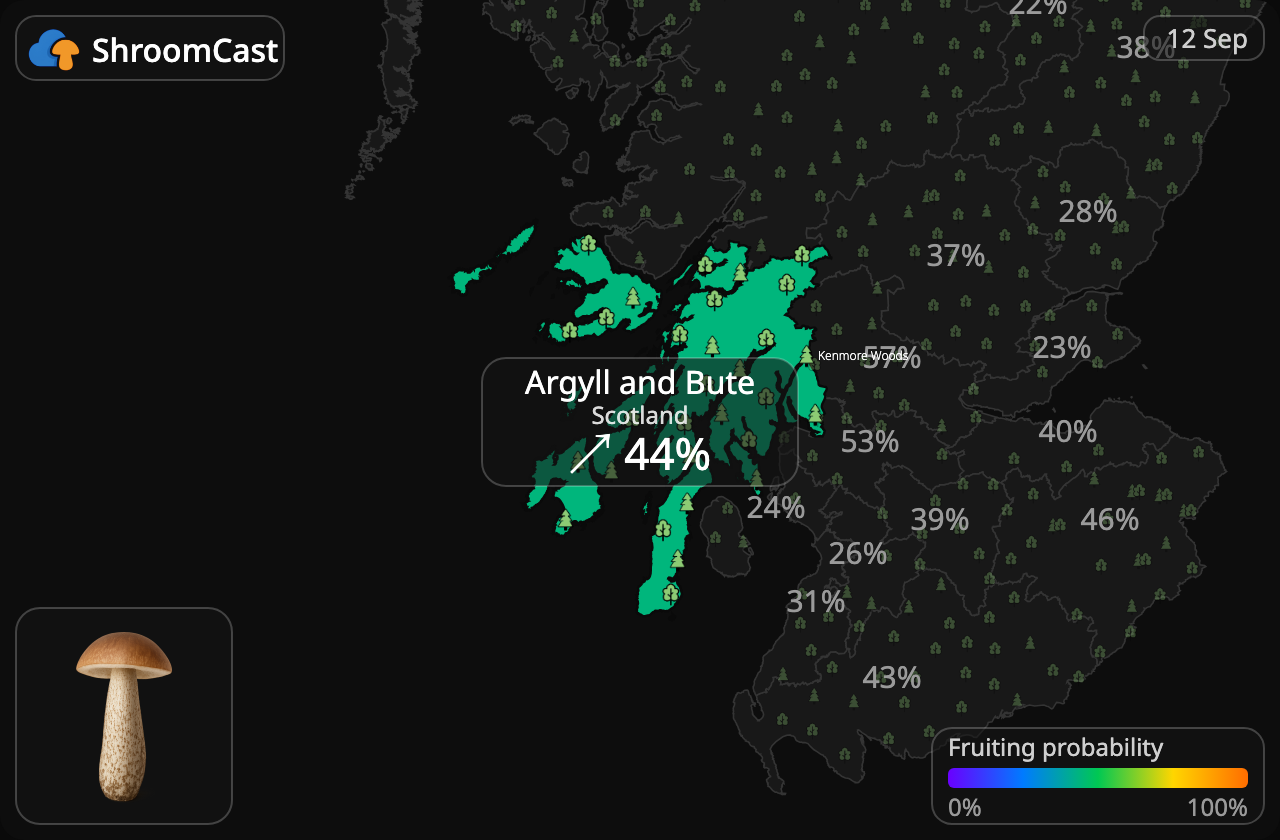 Birkenpilz Argyll and Bute
