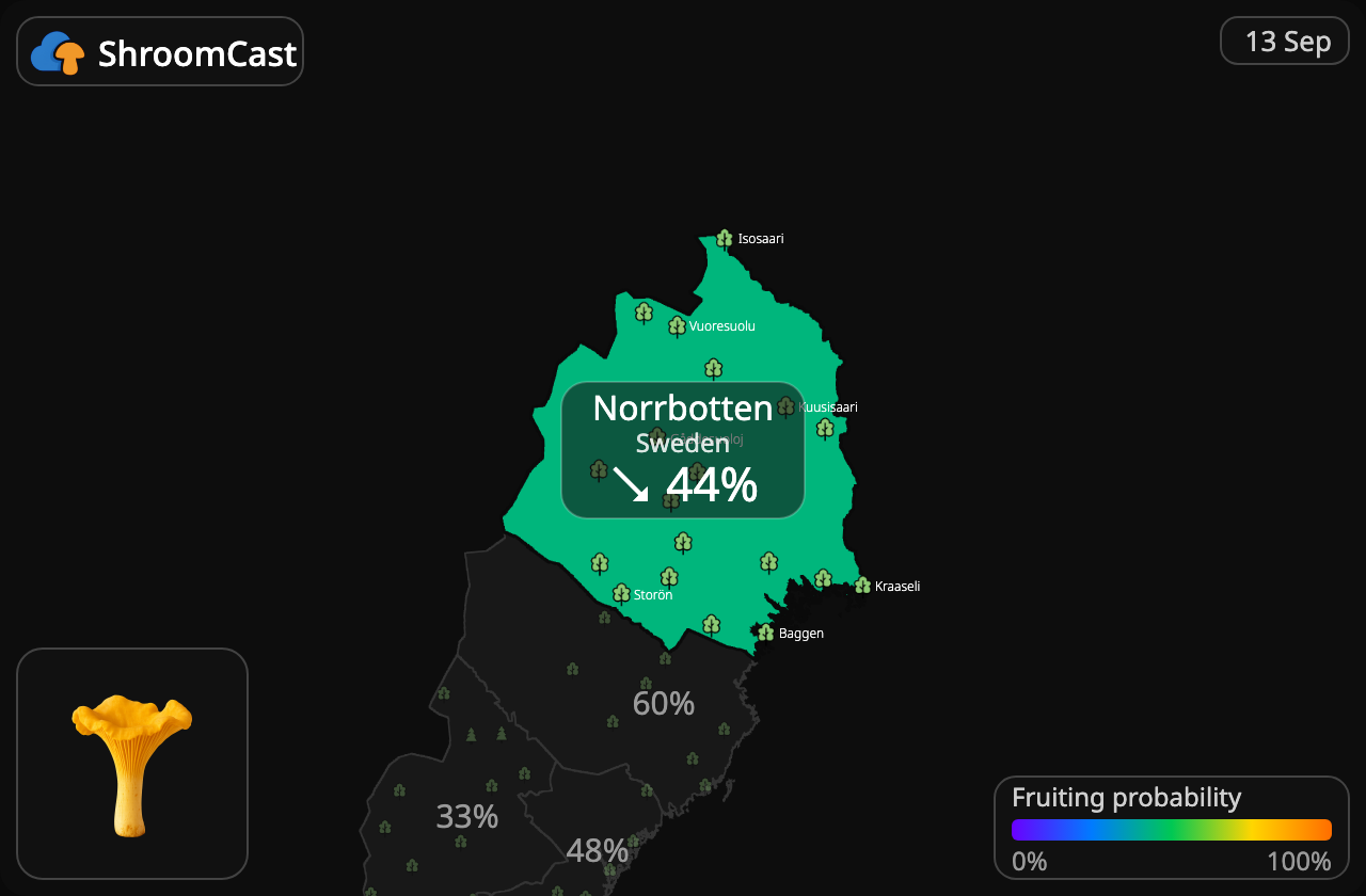 Kantarell Norrbotten