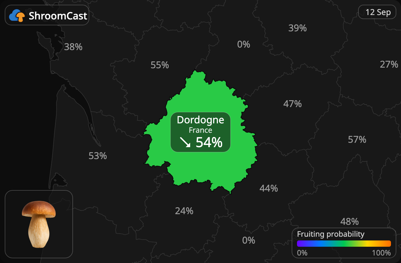 Porcino Dordogne