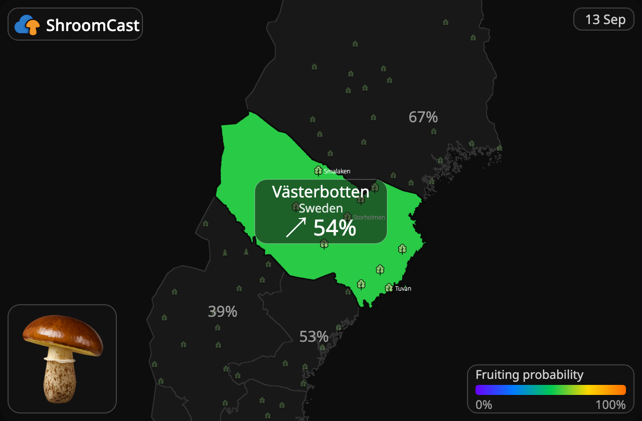 Маслюк звичайний Västerbotten