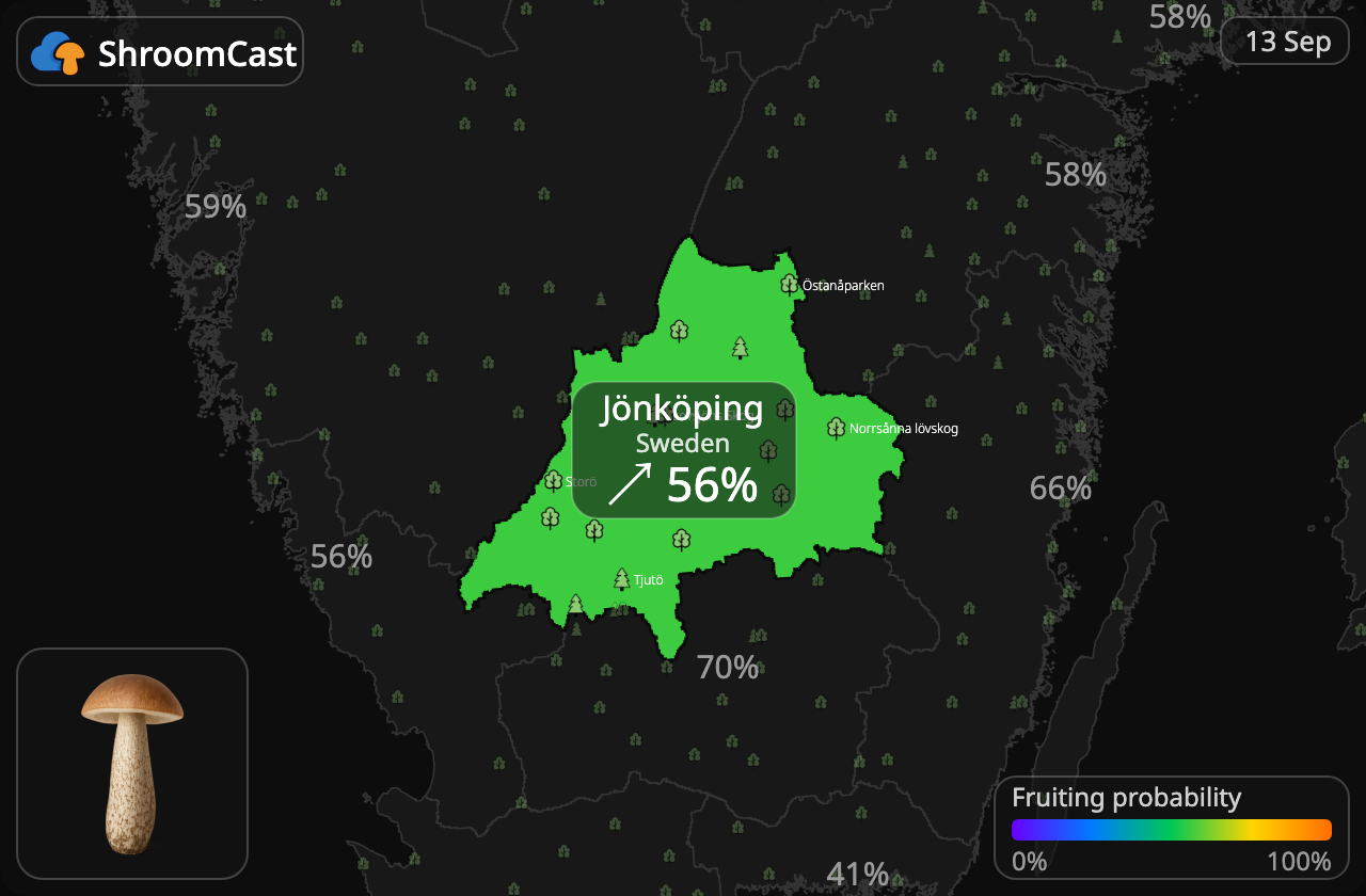 Björksopp Jönköping
