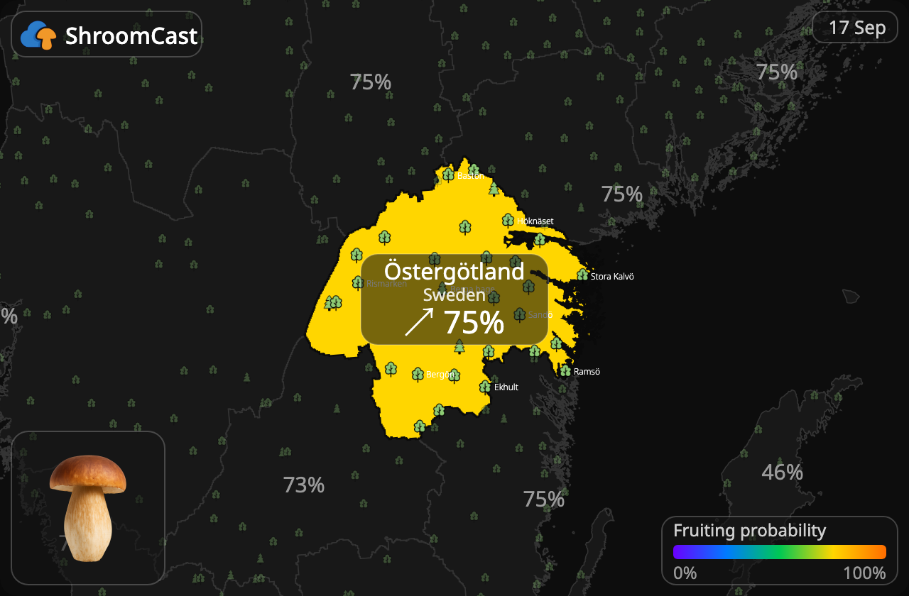Prawdziwek Östergötland